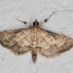 Cnaphalocrocis poeyalis at Melba, ACT - 10 Apr 2022