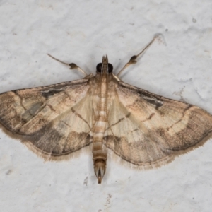 Cnaphalocrocis poeyalis at Melba, ACT - 10 Apr 2022