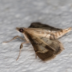 Cnaphalocrocis poeyalis at Melba, ACT - 10 Apr 2022