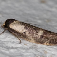 Palimmeces leucopelta at Melba, ACT - 10 Apr 2022 12:42 AM