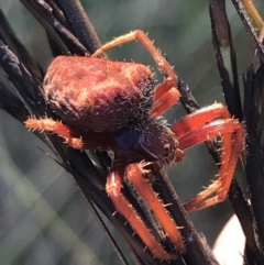 Unidentified Spider at Cann River, VIC - 16 Apr 2022 by Tapirlord