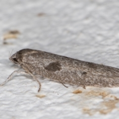 Blastobasis (genus) at Melba, ACT - 10 Apr 2022