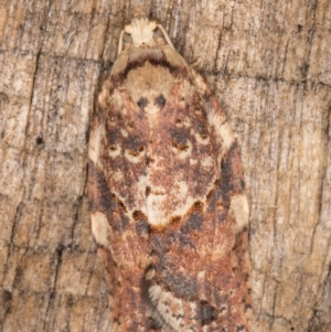 Epiphyas ashworthana at Melba, ACT - 10 Apr 2022 10:42 PM