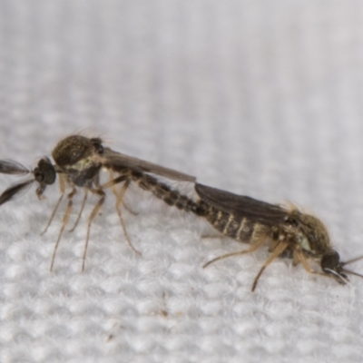 Ceratopogonidae (family) (Biting Midge) at Melba, ACT - 10 Apr 2022 by kasiaaus