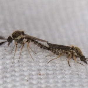 Ceratopogonidae (family) at Melba, ACT - 10 Apr 2022