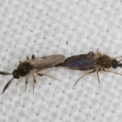 Ceratopogonidae (family) at Melba, ACT - 10 Apr 2022