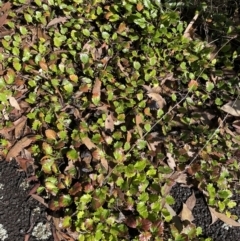 Goodenia hederacea subsp. alpestris at Cotter River, ACT - 30 Apr 2022 by nath_kay