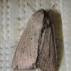 Mythimna (Pseudaletia) convecta (Common Armyworm) at Pollinator-friendly garden Conder - 16 Jan 2022 by michaelb