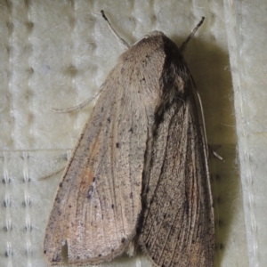 Mythimna (Pseudaletia) convecta at Conder, ACT - 16 Jan 2022 10:56 PM