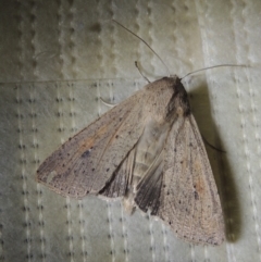 Mythimna (Pseudaletia) convecta at Conder, ACT - 16 Jan 2022 10:56 PM