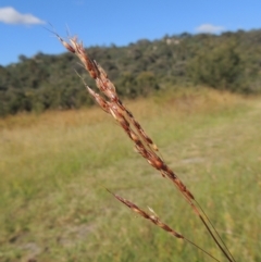 Sorghum leiocladum (Wild Sorghum) at Paddys River, ACT - 23 Jan 2022 by MichaelBedingfield