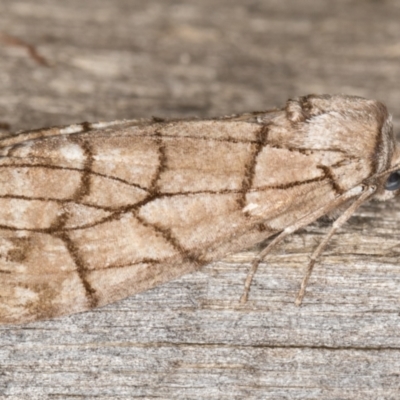Stibaroma melanotoxa (Grey-caped Line-moth) at Melba, ACT - 10 Apr 2022 by kasiaaus