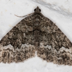 Chrysolarentia imperviata at Melba, ACT - 12 Apr 2022