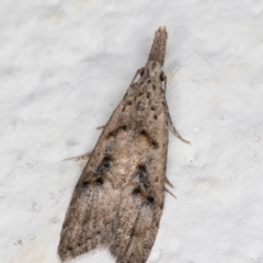 Carposinidae (family) (a Copromorhoidea moth) at Melba, ACT - 11 Apr 2022 by kasiaaus