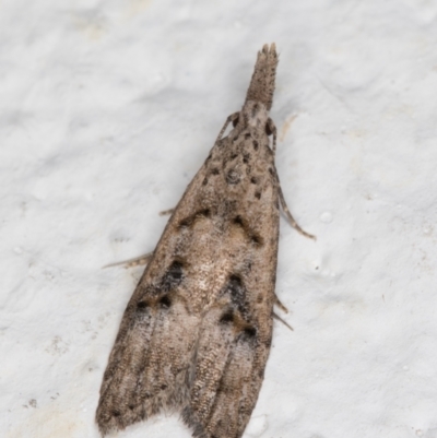 Carposinidae (family) (a Copromorhoidea moth) at Melba, ACT - 12 Apr 2022 by kasiaaus