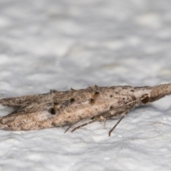 Carposinidae (family) at Melba, ACT - 12 Apr 2022