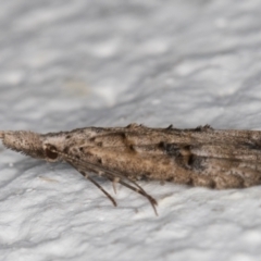 Carposinidae (family) at Melba, ACT - 12 Apr 2022