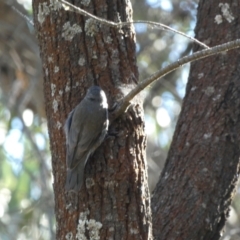 Cormobates leucophaea (White-throated Treecreeper) at Mount Majura - 16 Apr 2022 by Birdy