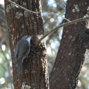 Cormobates leucophaea at Watson, ACT - 16 Apr 2022