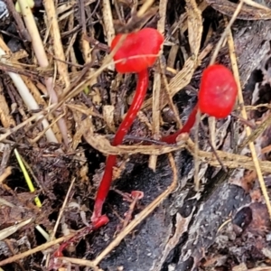 Cruentomycena viscidocruenta at Lyneham, ACT - 1 May 2022