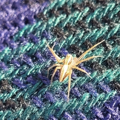 Oxyopes sp. (genus) (Lynx spider) at Lyneham, ACT - 1 May 2022 by trevorpreston