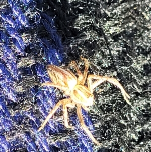 Oxyopes sp. (genus) at Lyneham, ACT - 1 May 2022