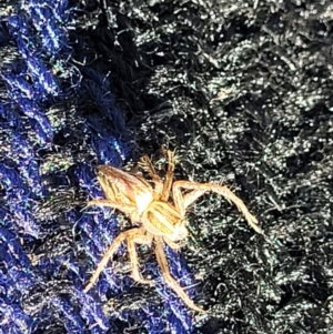 Oxyopes sp. (genus) at Lyneham, ACT - 1 May 2022 01:32 PM