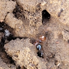 Pheidole sp. (genus) at Lyneham, ACT - 1 May 2022 01:21 PM