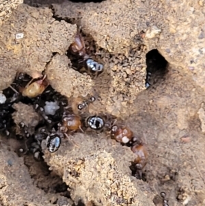 Pheidole sp. (genus) at Lyneham, ACT - 1 May 2022 01:21 PM