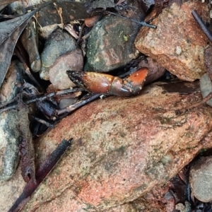 Cherax destructor at Paddys River, ACT - 1 May 2022 11:44 AM