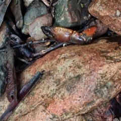 Cherax destructor at Paddys River, ACT - 1 May 2022 11:44 AM