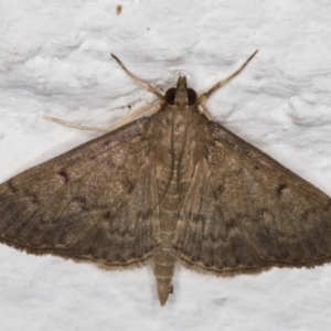 Herpetogramma licarsisalis at Melba, ACT - 12 Apr 2022 11:58 PM