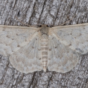 Idaea philocosma at Melba, ACT - 13 Apr 2022