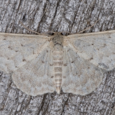 Idaea philocosma (Flecked Wave) at Melba, ACT - 12 Apr 2022 by kasiaaus