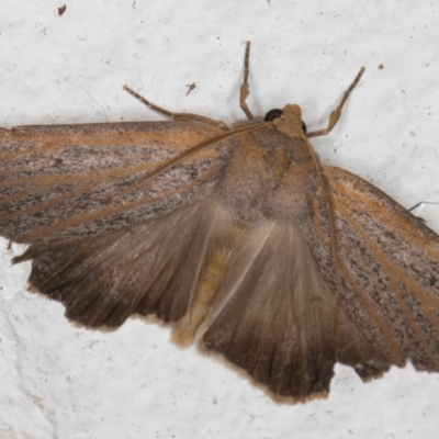 Paralaea porphyrinaria (Chestnut Vein Crest Moth) at Melba, ACT - 13 Apr 2022 by kasiaaus