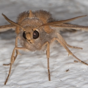 Paralaea porphyrinaria at Melba, ACT - 13 Apr 2022