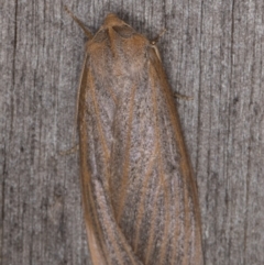 Paralaea porphyrinaria at Melba, ACT - 13 Apr 2022