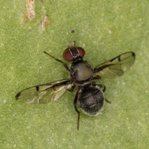 Pogonortalis doclea at Melba, ACT - 13 Apr 2022