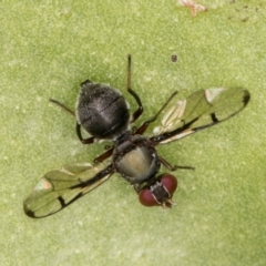 Pogonortalis doclea at Melba, ACT - 13 Apr 2022