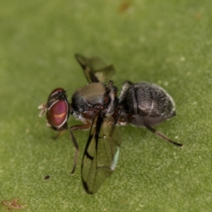 Pogonortalis doclea at Melba, ACT - 13 Apr 2022 02:00 PM