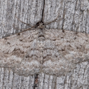 Psilosticha (genus) at Melba, ACT - 13 Apr 2022 10:39 PM