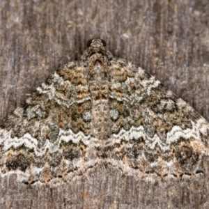 Chrysolarentia imperviata at Melba, ACT - 13 Apr 2022