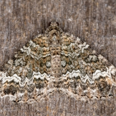 Chrysolarentia imperviata (Elusuve Carpet) at Melba, ACT - 13 Apr 2022 by kasiaaus