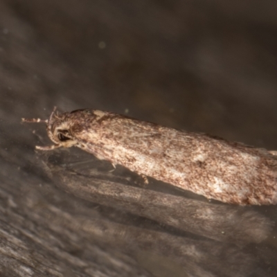 Oecophoridae provisional group 5 at Melba, ACT - 13 Apr 2022 by kasiaaus