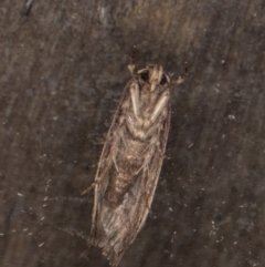 Oecophoridae provisional group 5 at Melba, ACT - 13 Apr 2022 10:46 PM