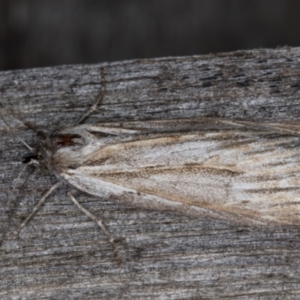 Ciampa arietaria at Melba, ACT - 13 Apr 2022 10:48 PM