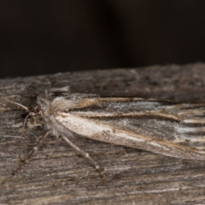 Ciampa arietaria at Melba, ACT - 13 Apr 2022 10:48 PM