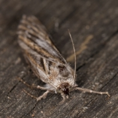 Ciampa arietaria at Melba, ACT - 13 Apr 2022 10:48 PM