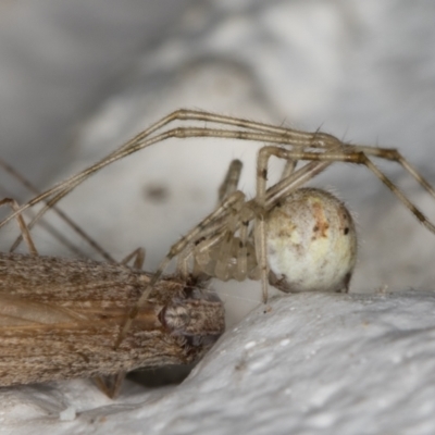 Cryptachaea gigantipes (White porch spider) at Melba, ACT - 13 Apr 2022 by kasiaaus