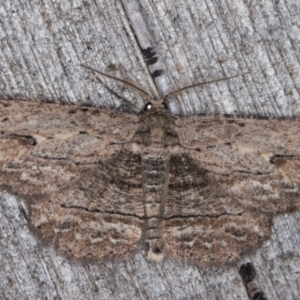 Ectropis excursaria at Melba, ACT - 14 Apr 2022 12:46 AM